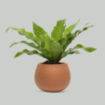 Plant in a terracotta pot birds nest fern plant