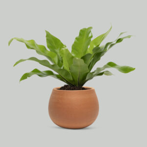 Aglaonema Pink Valentine Plant (Copy)